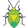 FSC Shieldbugs