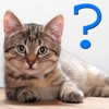 Cat Breed Quiz