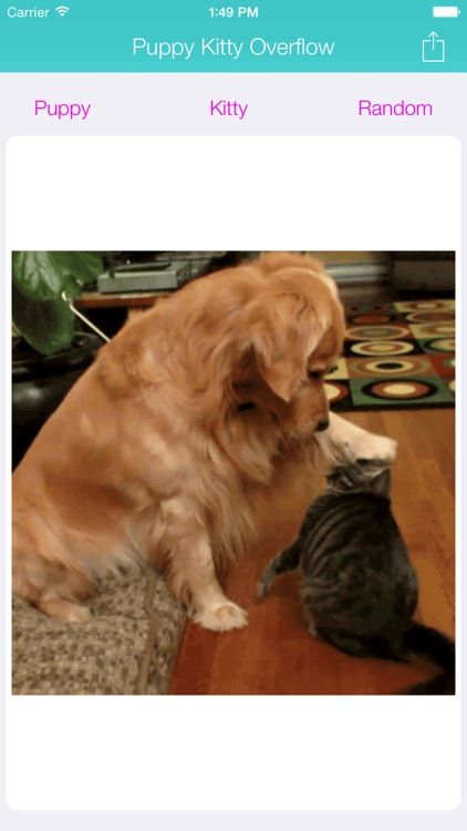 Puppy Kitty Overflow: Random Animated Dog and Cat Photos