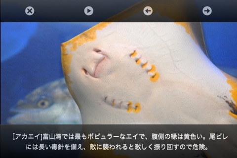 魚津水族館ＡＲおさかな図鑑 screenshot 3