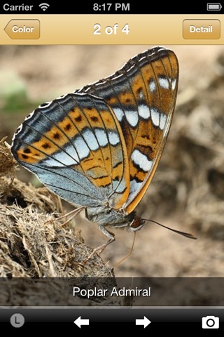 Butterflies screenshot 2