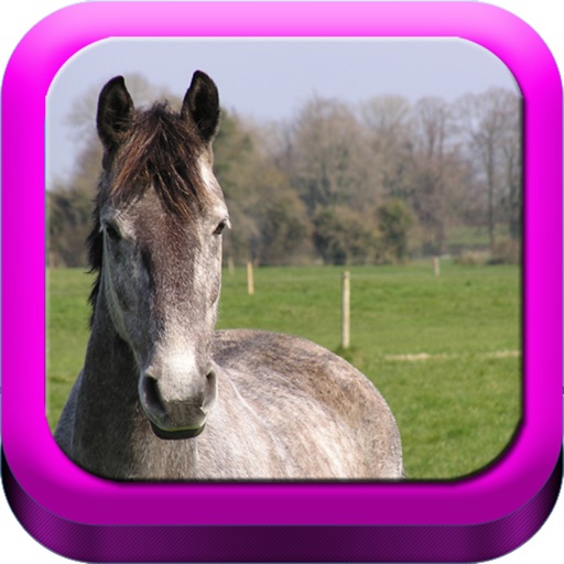 Good Horsemanship - Equestrian Riding, Groundwork, Dressage and Jumping icon