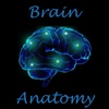 Brain Structures and Functions