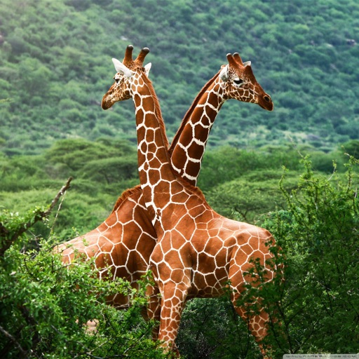 Giraffe 101: Facts and News