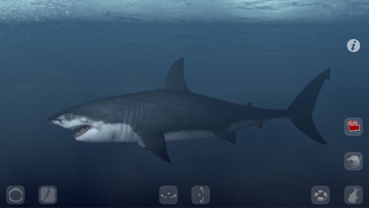 Talking Great White : My Pet Shark PRO screenshot-3