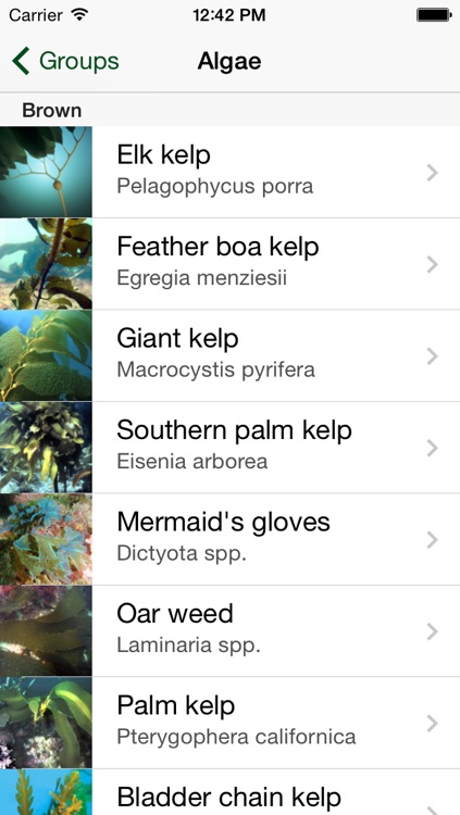 California Kelp Forests