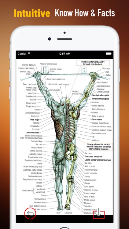 Anatomy Glossary: Cheatsheet with Study Guide