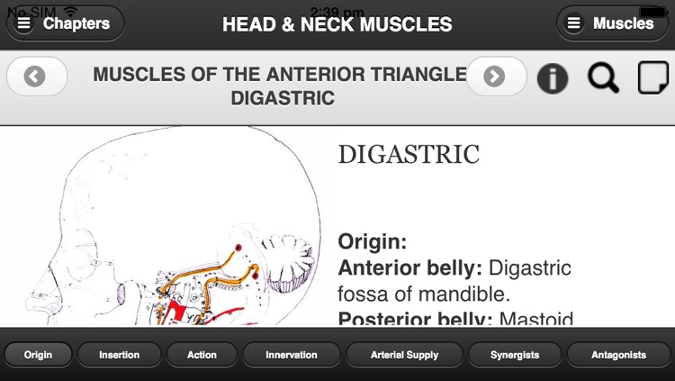 Flash Anatomy Head & Neck Muscles screenshot-3