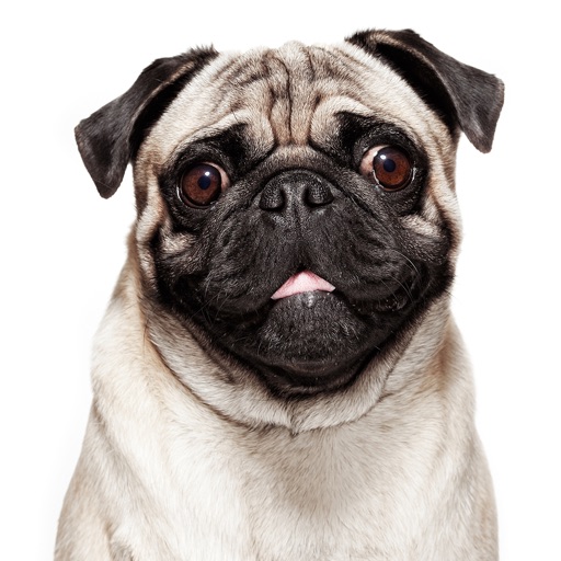 Talking Pug iOS App