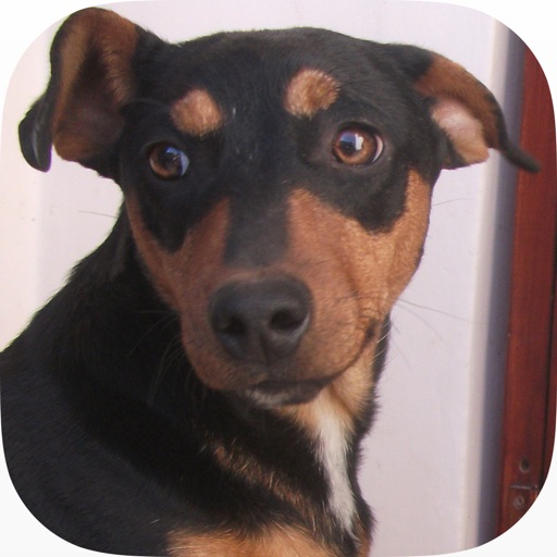 Dog Sounds - Free