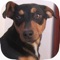 Are you a dog lover