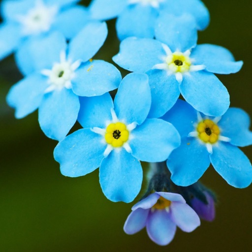 Forget-Me-Not Wallpapers HD: Quotes Backgrounds with Art Pictures icon