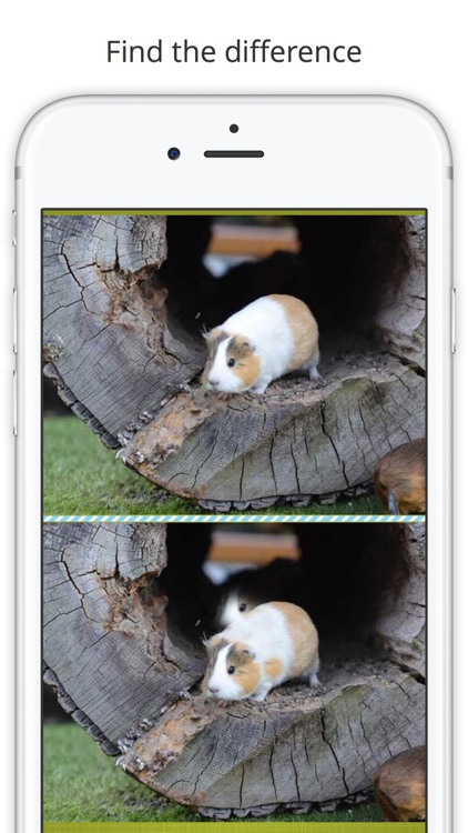 Find the Difference in Guinea Pig