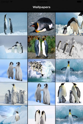 Free Penguin Wallpapers screenshot 2