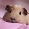 Hamster Wallpapers