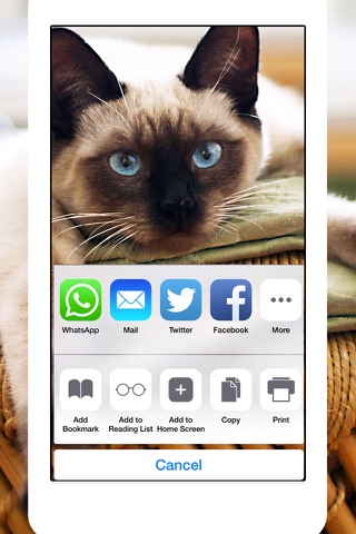 Cats & Kittens Wallpapers - Cute Animal Backgrounds and Cat Images screenshot 3