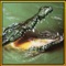 Wild Hungry Crocodile 3D - Play as a massive crocodile predator and be taught the fun of devouring your quarry