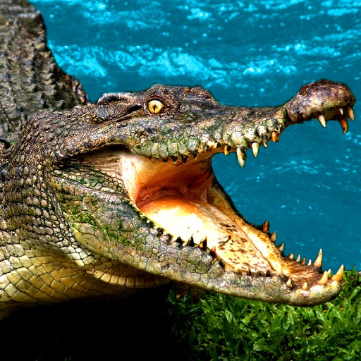 2016 Nile Alligator Hunting : Crocodile Hunter Swamp Season Attack icon