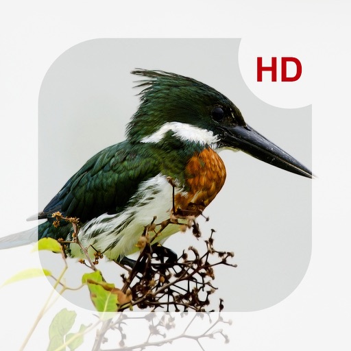 Animals & Birds HD Wallpaper - Great Collection Icon