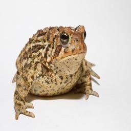 Toad Sounds - High Quality Sounds of Toads and Frogs