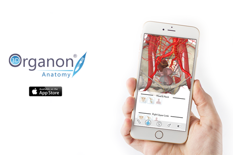 3D Organon Anatomy - Reproductive and Urinary Systems screenshot 4