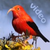 Bird ID Hawaii for iPad