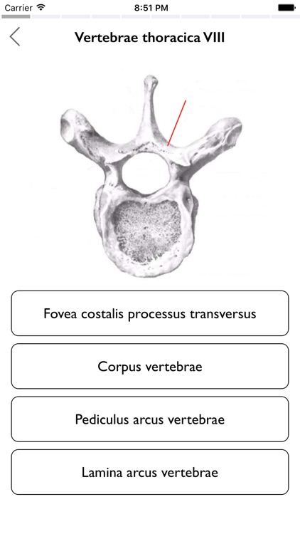 iOsteology - human skeleton anatomy tests