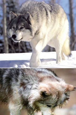 Wolf Wallpapers - Best Wolf Wallpapers Collection screenshot 2