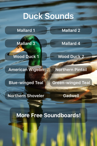 Duck Sounds! - náhled