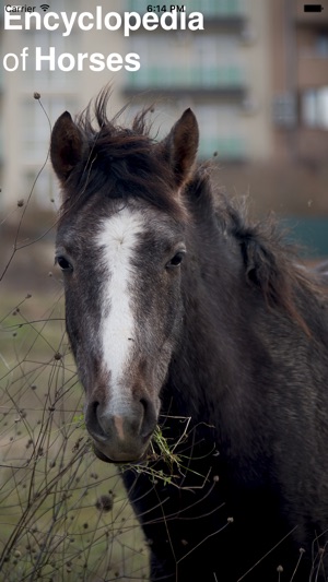 CHI Encyclopedia of Horses