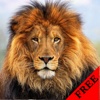 Lion Photos & Video Galleries FREE