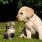 Pet wallpaper pictures : Background of flowers, cats and dogs for your mobile lock screen
