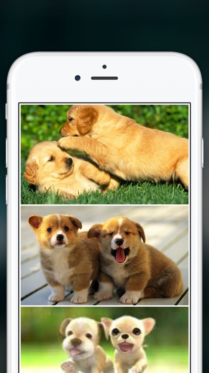 Cute Puppies Wallpapers  - dog pictures for free! screenshot-3