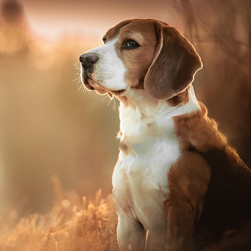 Dog Wallpapers & Backgrounds HD - Home Screen Maker with Cute Themes of Dog Breeds icon