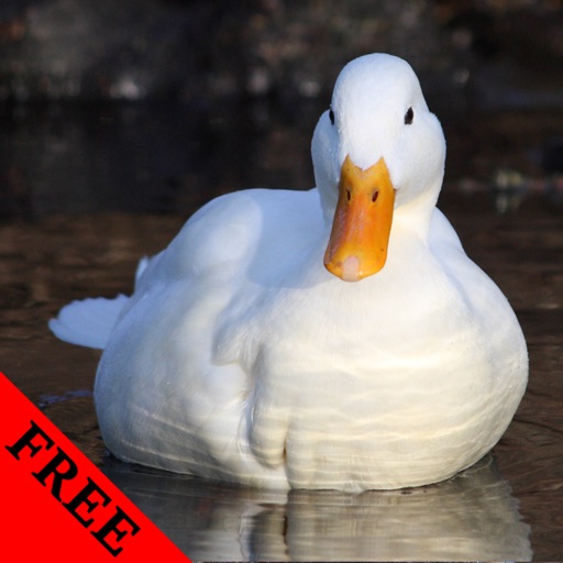 Duck Photos & Video Galleries FREE icon
