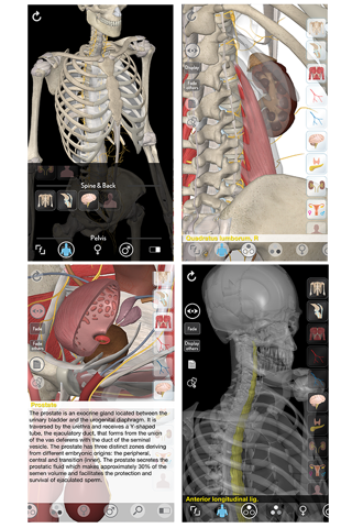 3D Organon Anatomy - Reproductive and Urinary Systems screenshot 2