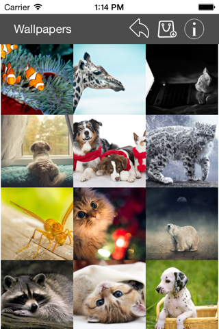 Wallpaper Collection Animals Edition - náhled