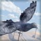 Bird Survival | Wing Sky Fly Tiny Simulator Game For Pros