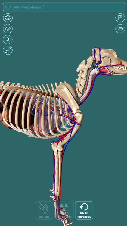 Visual Anatomy - Canine