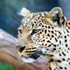 Free Leopard Wallpapers