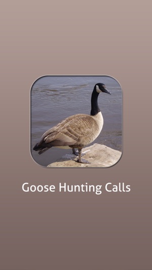 Goose Hunting Calls!