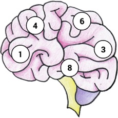Activities of Brain MemEx