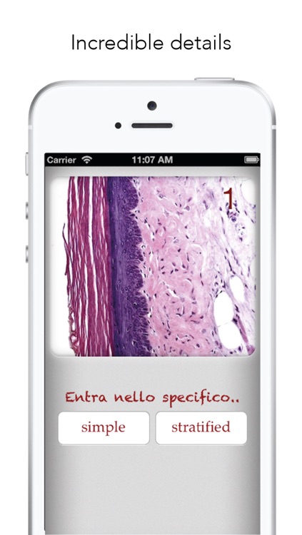 Histology Worldwide Test screenshot-3