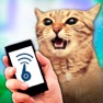 Get Cat Whistle Teaser Prank for iOS, iPhone, iPad Aso Report