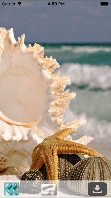 Seashells Live Wallpaper screenshot-3