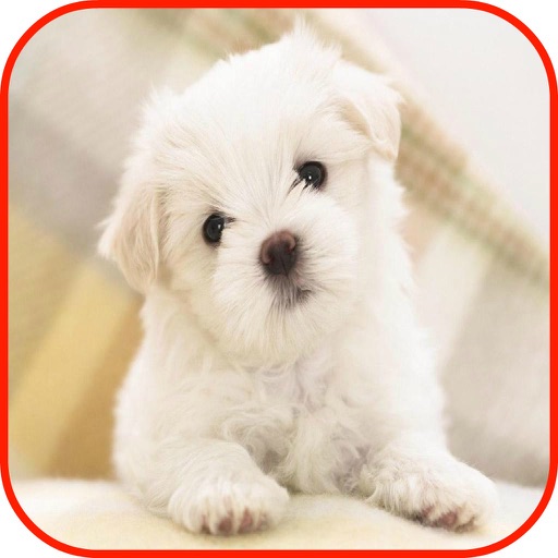 Cute Dogs Puppies Wallpapers, Dog Puzzles & Dog Training icon