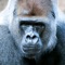 If you want to hear gorilla sounds, this app is for you