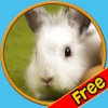 verry funny rabbits for kids - free
