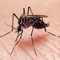 Zika Virus Info Pro