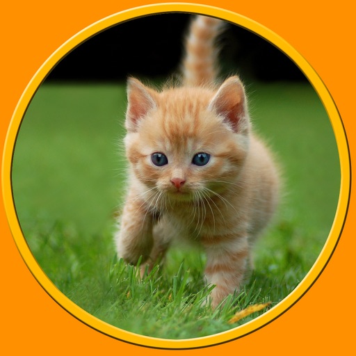beautiful amazing cats for kids - no ads Icon